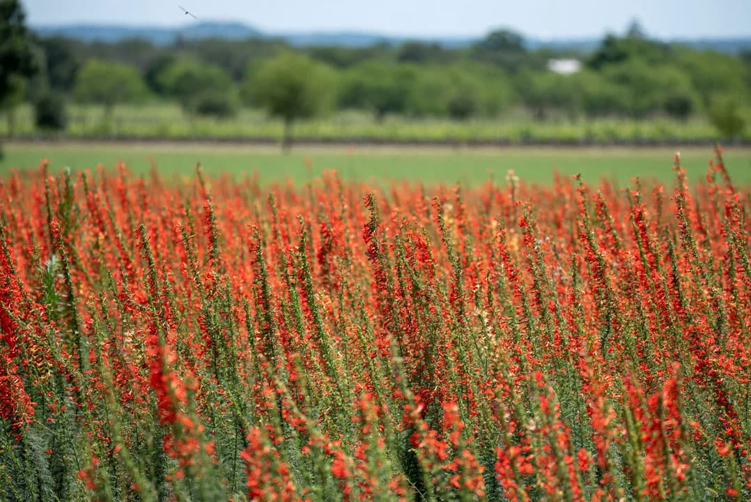 The Texas Legislature Must Act To Protect The State’s Potential CCUS Prize