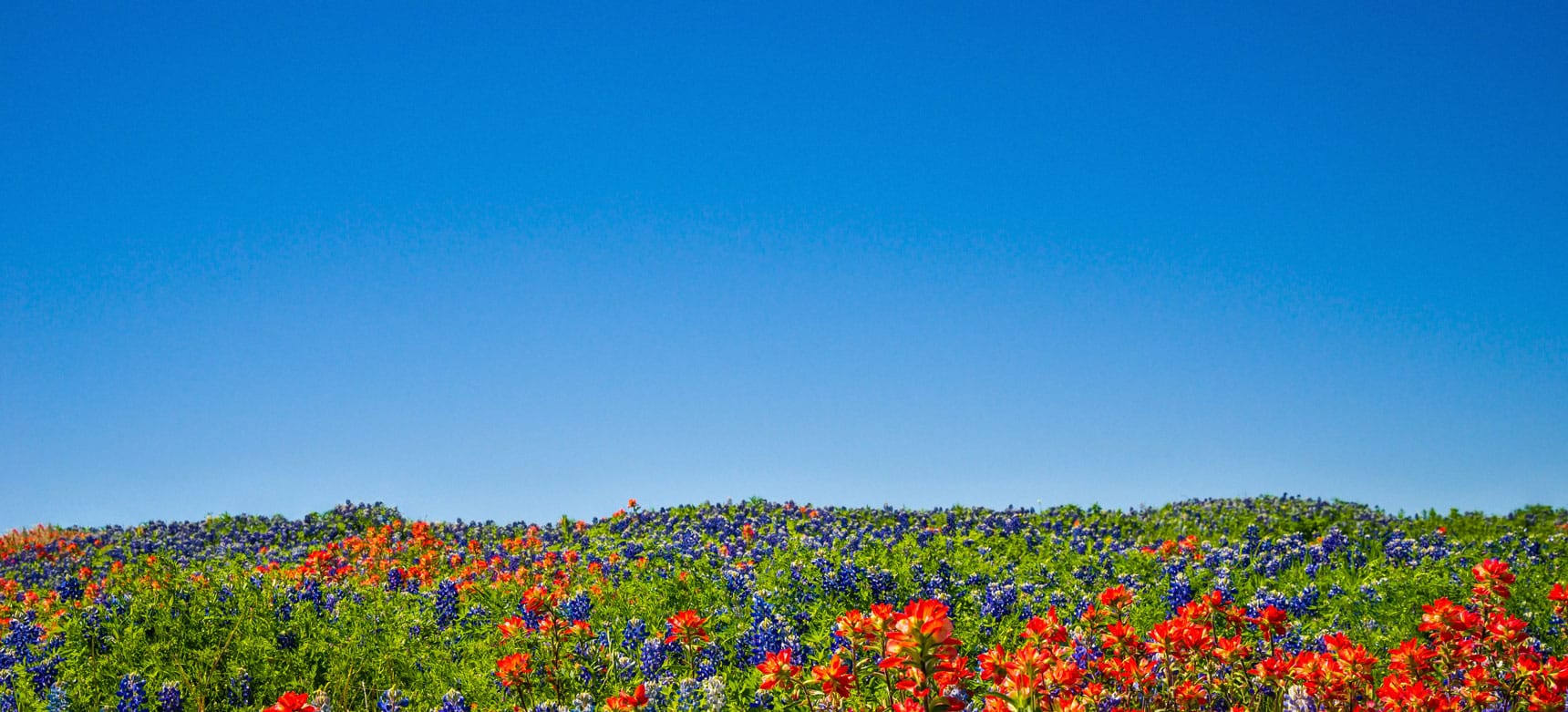 Texas flag